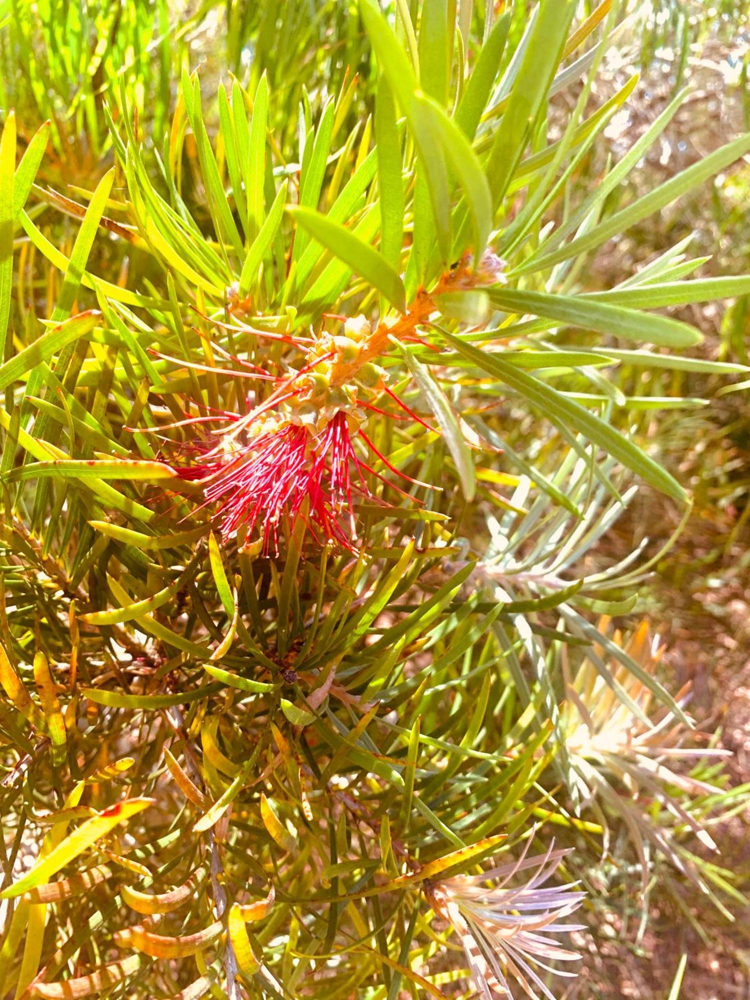 Spring Bay Villas, Denmark, Wa Buitenkant foto
